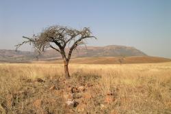 Ithala Game Reserve © Matteo Brogi