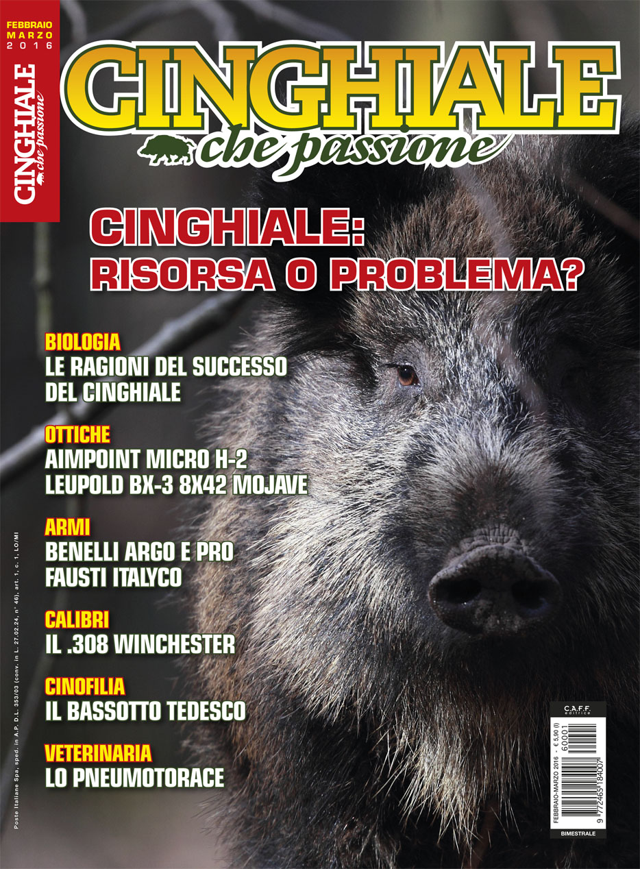 Cinghiale che passione © Matteo Brogi