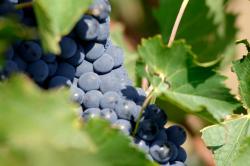 Sangiovese vineyard © Matteo Brogi