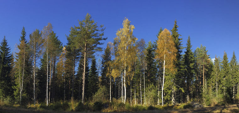 Matteo Brogi: Caccia, salvaguardia dell'habitat e biodiversità