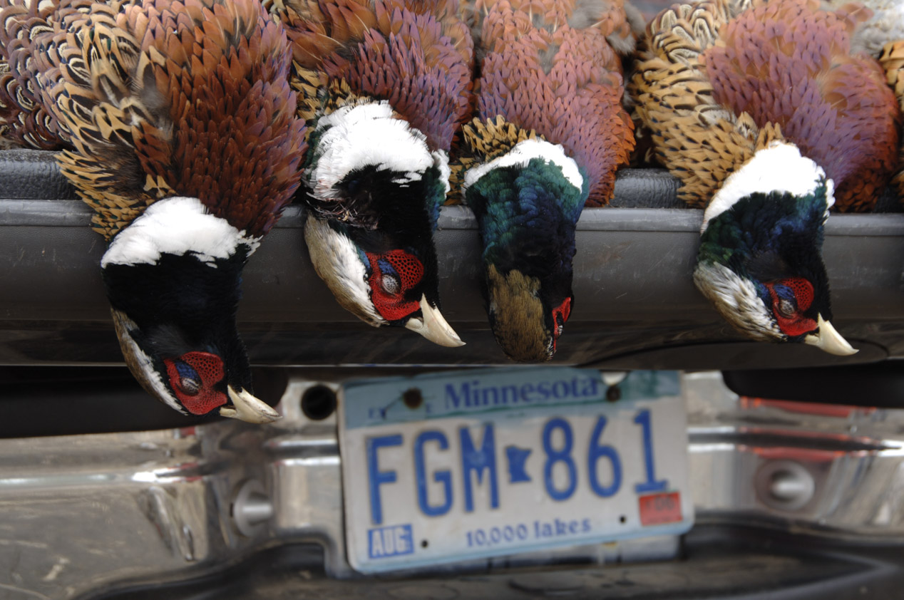 Governor's Pheasant Hunt, Pierre, South Dakota (USA) © Matteo Brogi