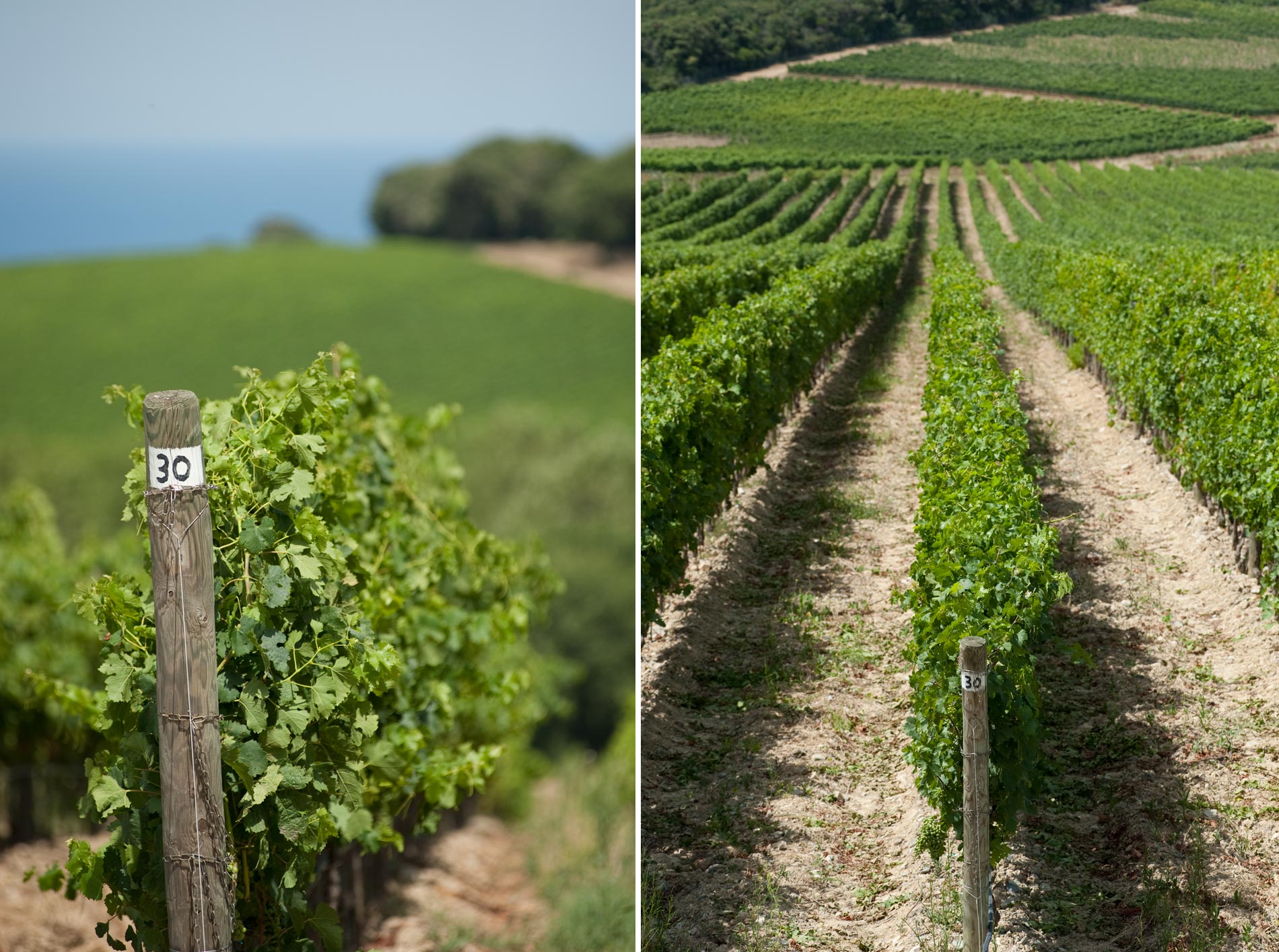 Tenuta Argentiera © Matteo Brogi