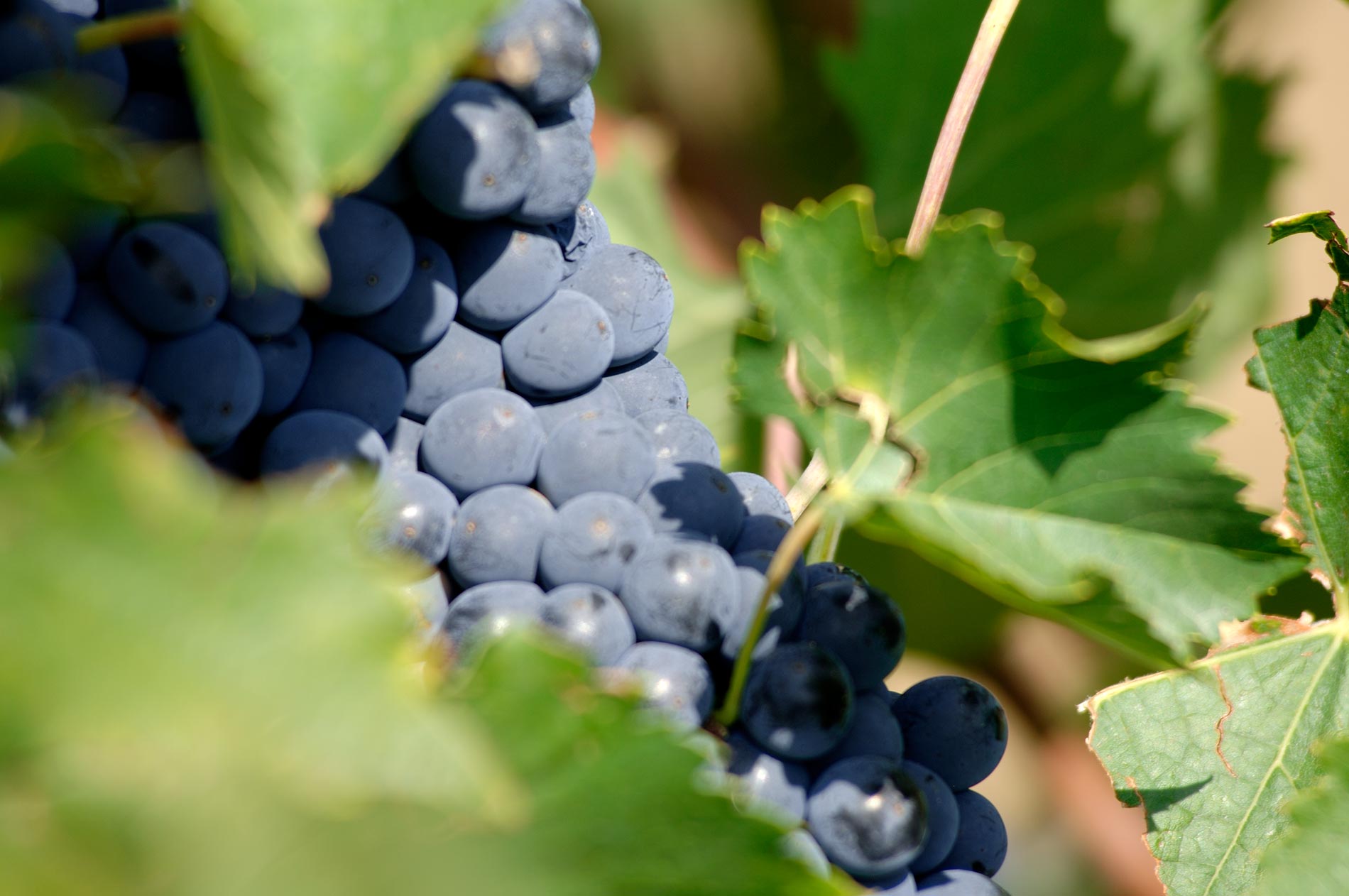 Vigna di Sangiovese © Matteo Brogi